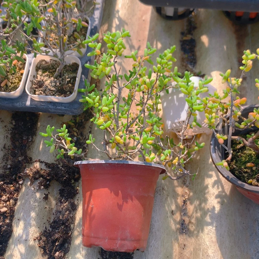 枝干番杏糖球老的