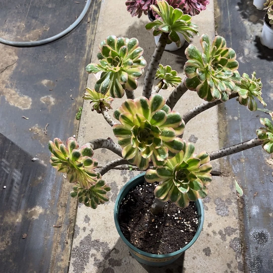 法师多肉植物漂亮漂亮