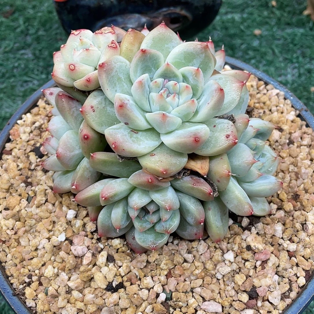 一物一拍一物一拍