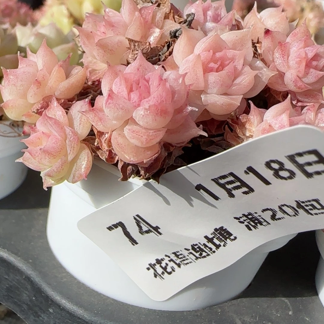 大***玉花语逸镜0118-74