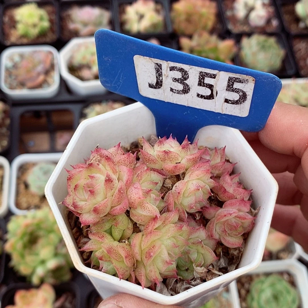 麦秆福利6-7cm不包整群