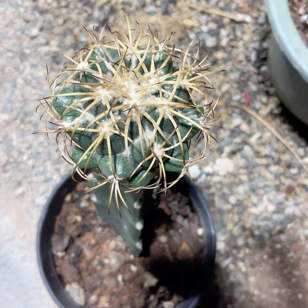 仙人球仙人球开花