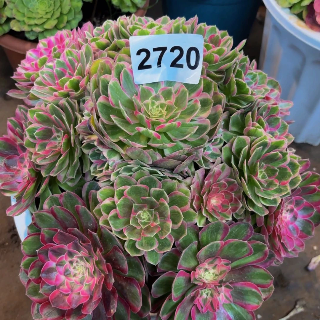 2720多肉植物孔雀翎