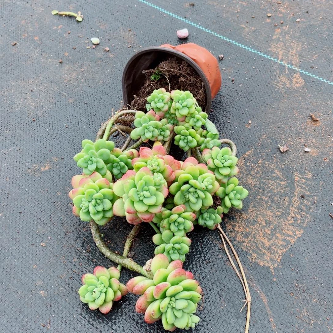 眉****】香格里拉一物一拍