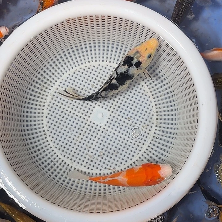 淹***鱼海水鱼锦鲤的故事是