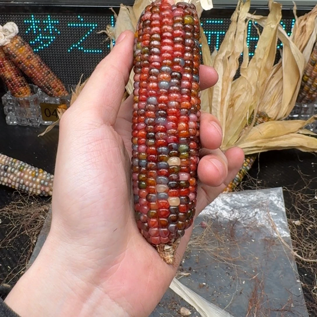 柏香籽/百香籽吊坠略**略