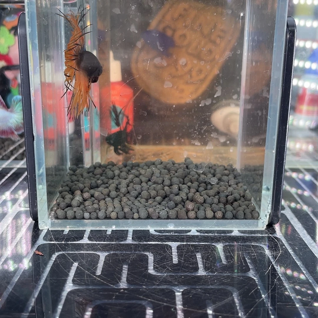 斗鱼14号1123早黑毒