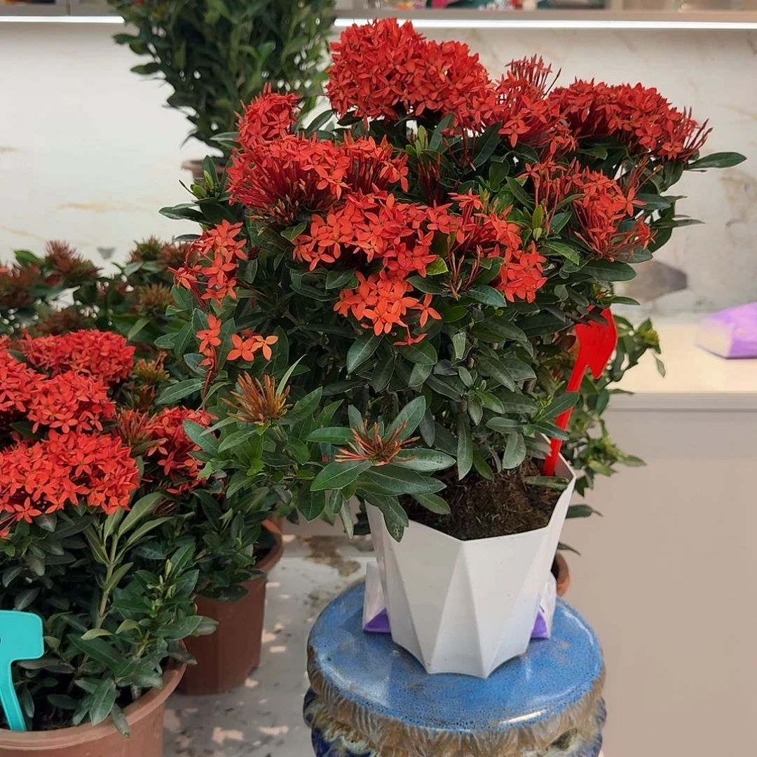 空***兰全部花朵海岛龙船花（红色/基地盆）