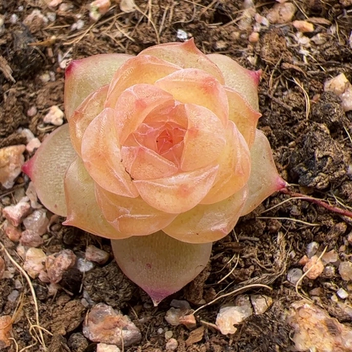 云歌一物一拍精品糖心，尺寸不大介意勿拍