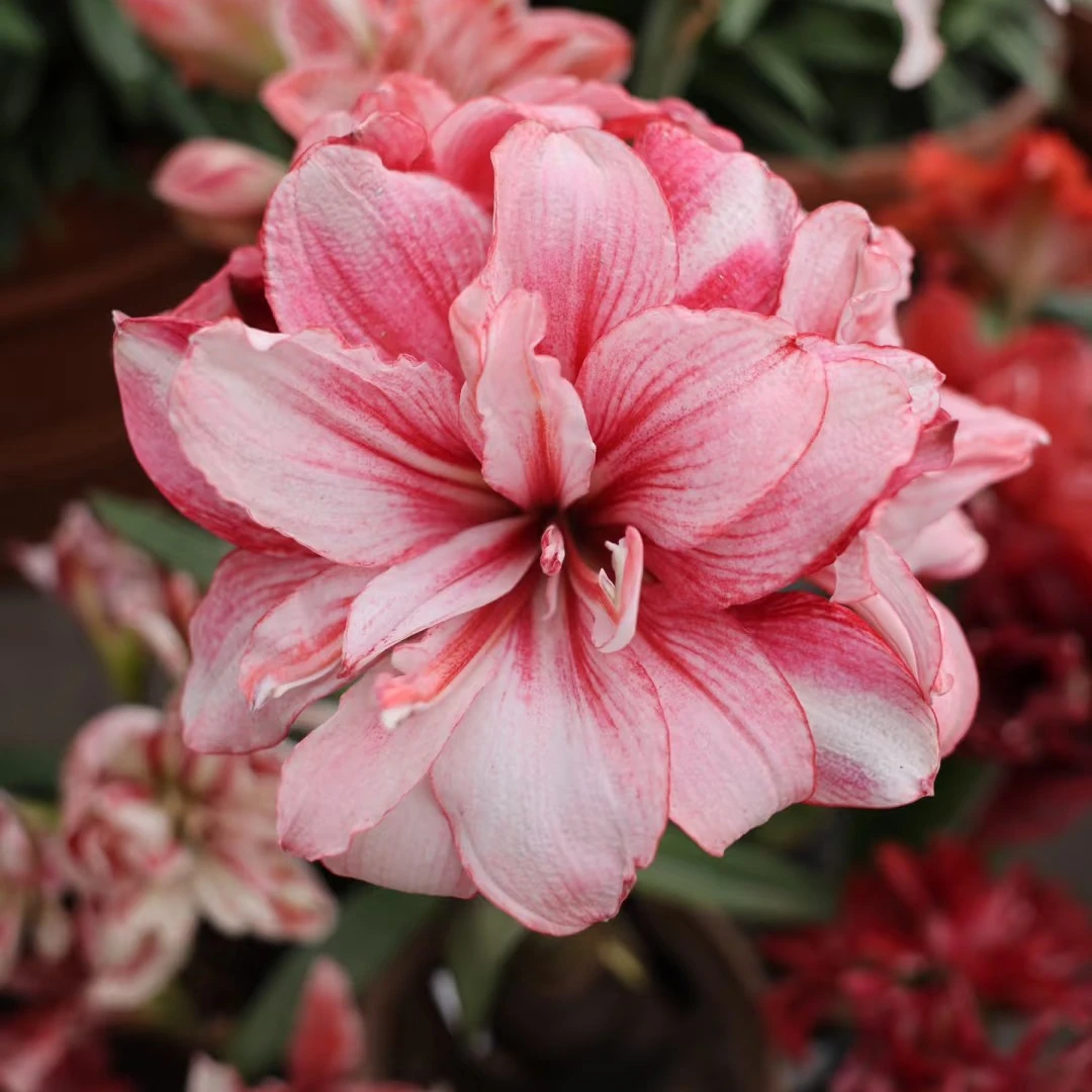 [帝卡梦幻]限1颗秘鲁朱大花重瓣朱顶红送肥料