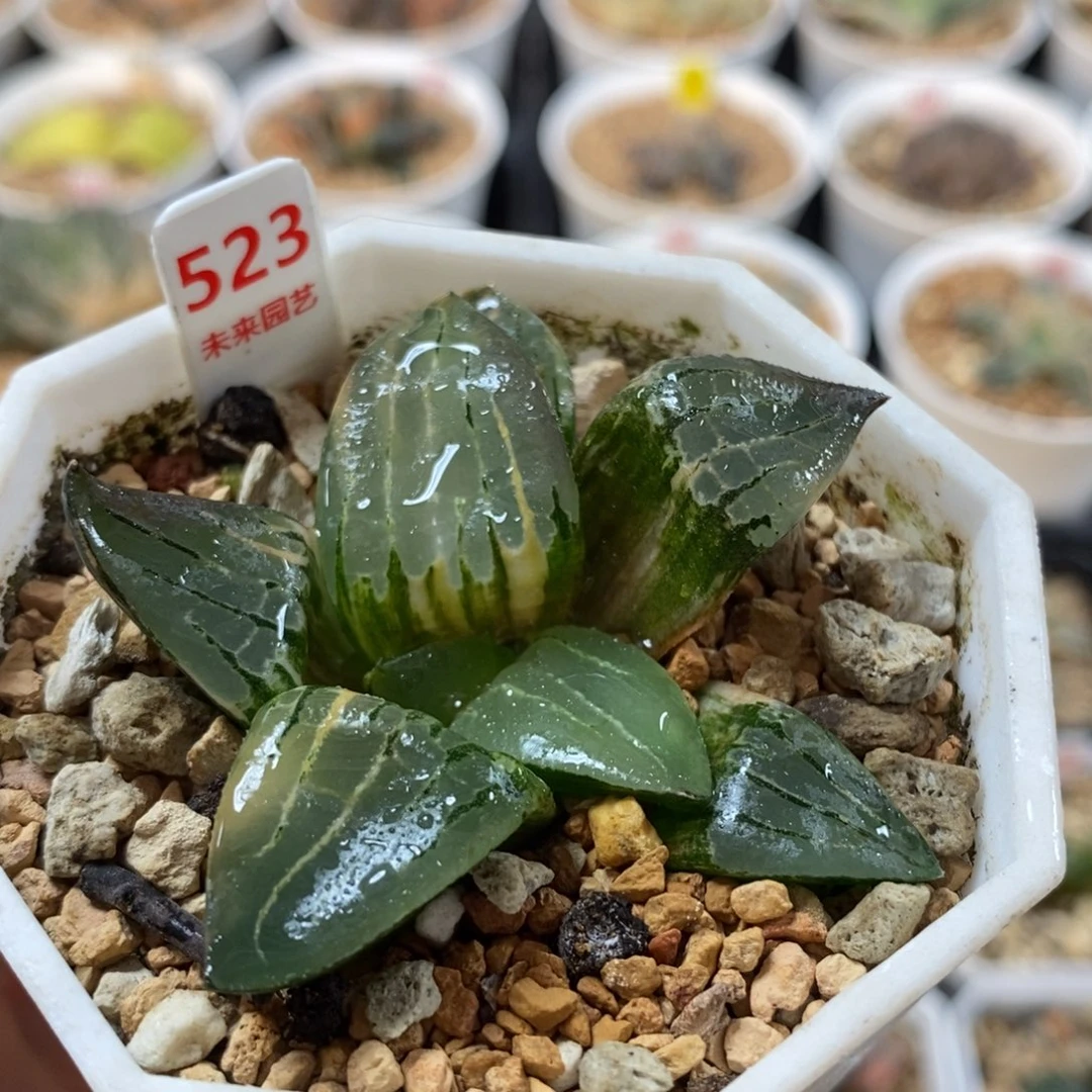 523阿房宫寿一物