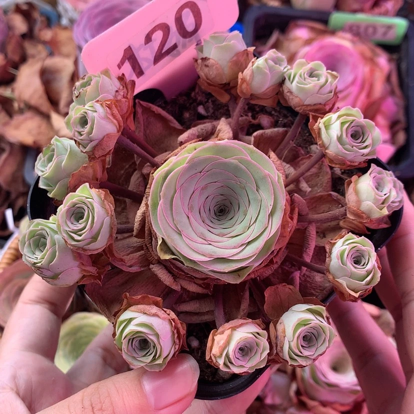【闪购商品】手捧120