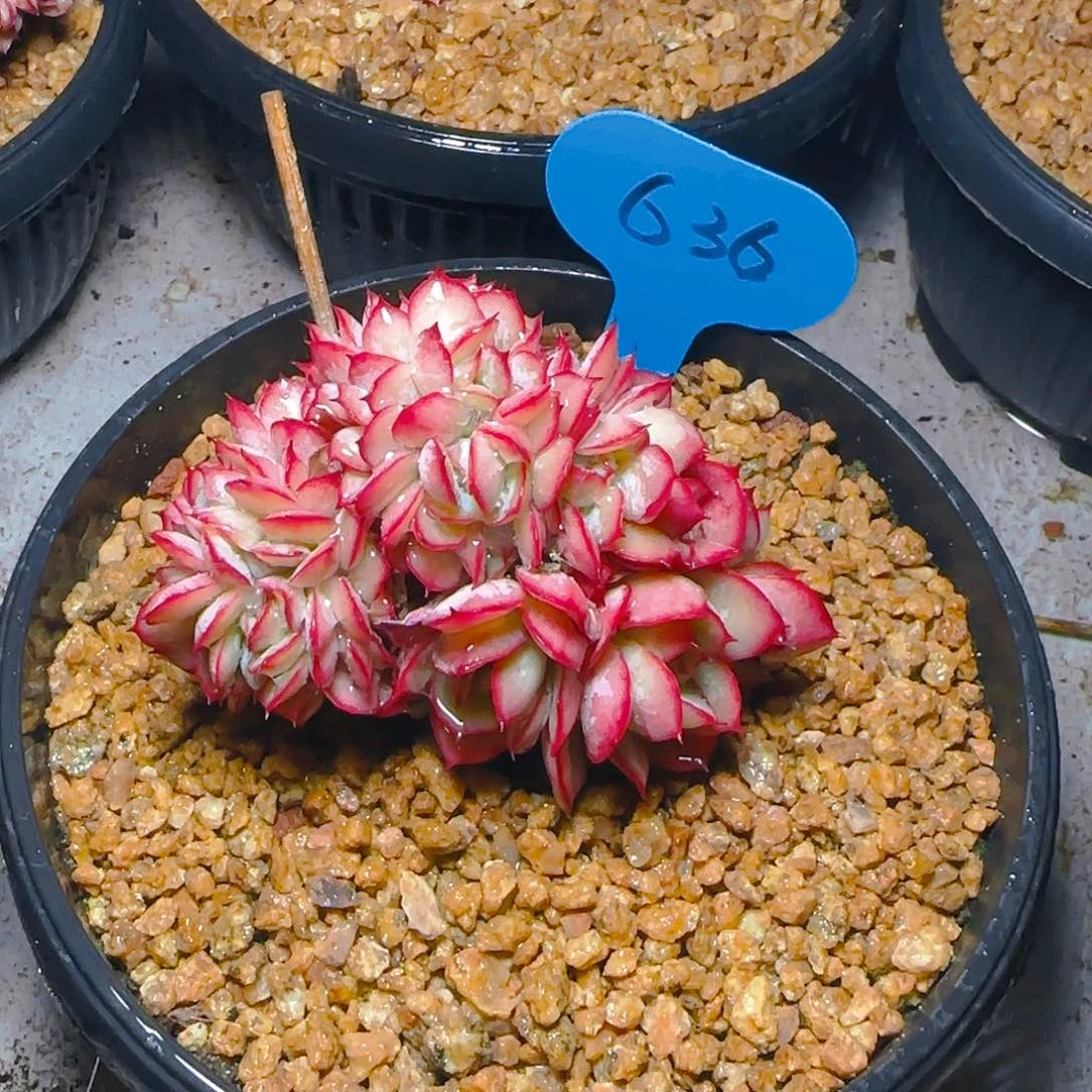 ?***n牡丹亭缀636号一物一拍