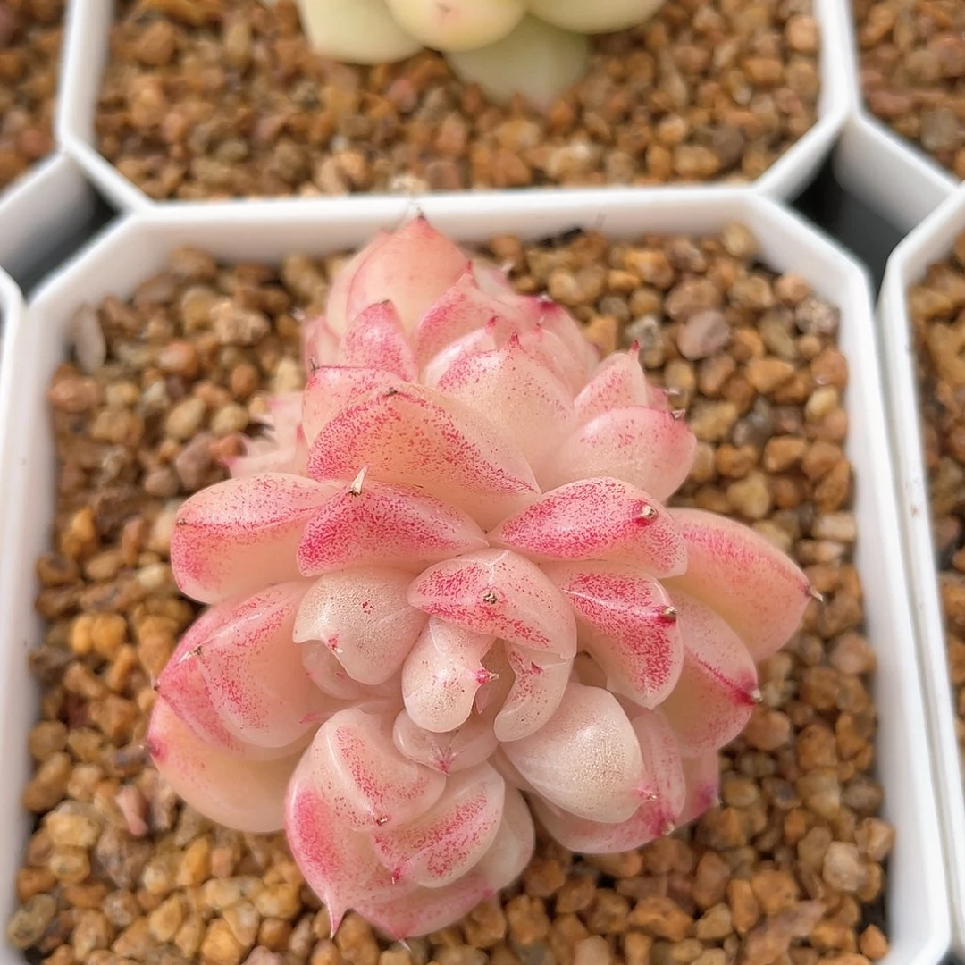 优选麦秆福利8328