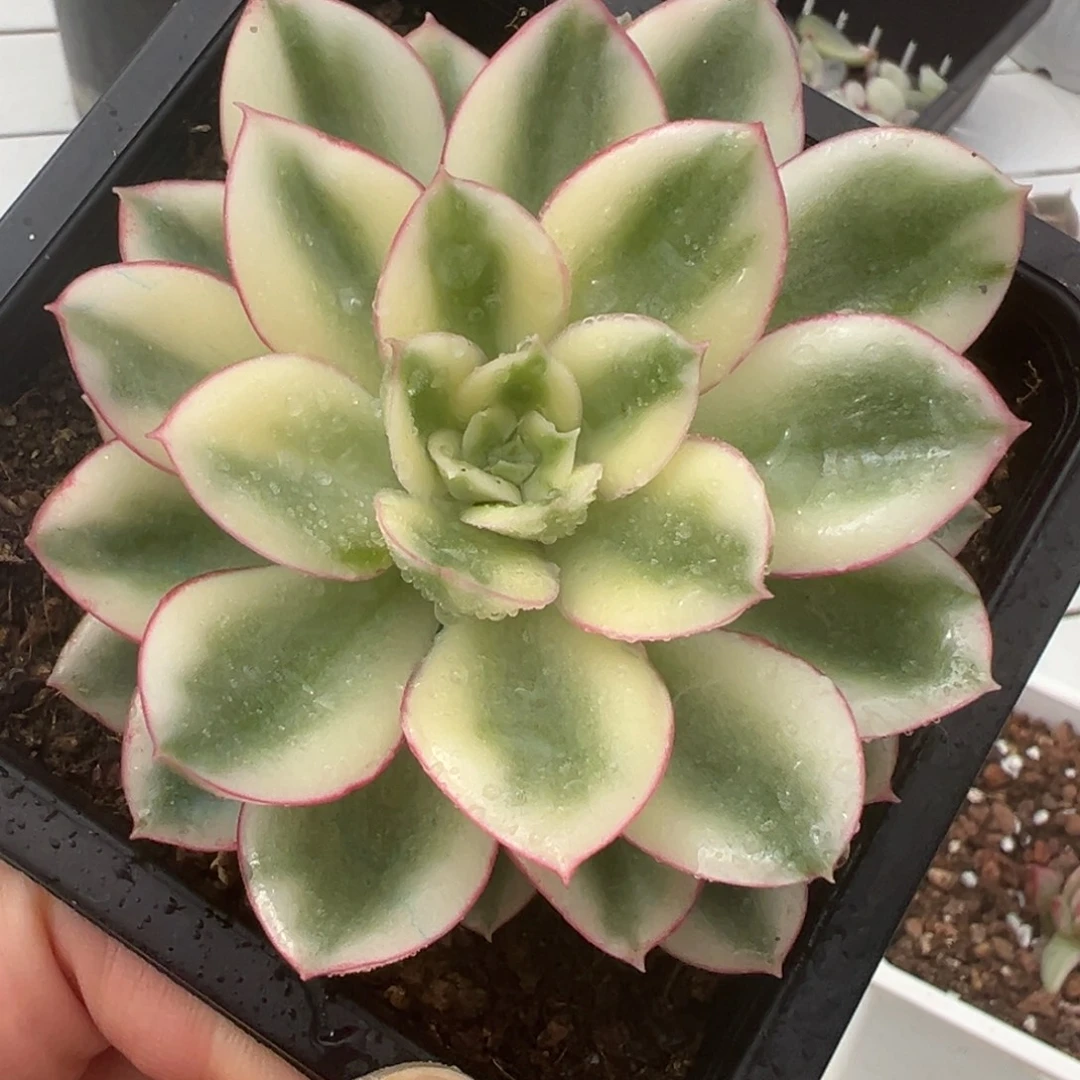 红花女王锦，覆轮锦