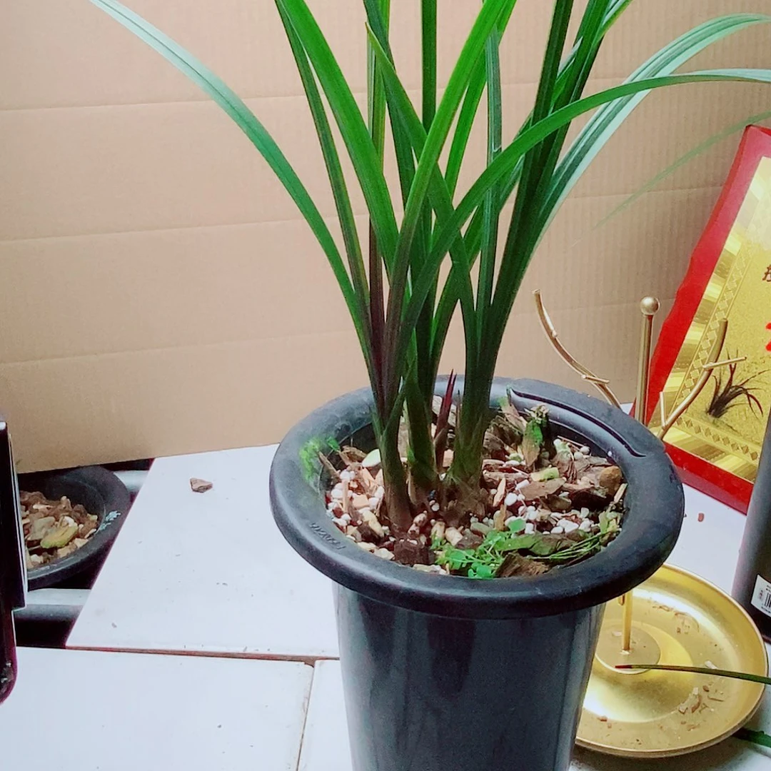 当前无花栽培后可以开花中华