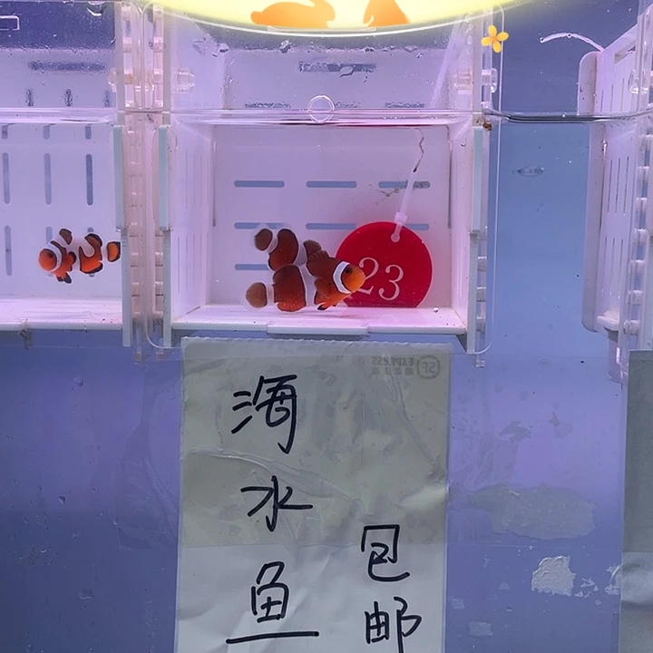 海水鱼精品公子小丑鱼了
