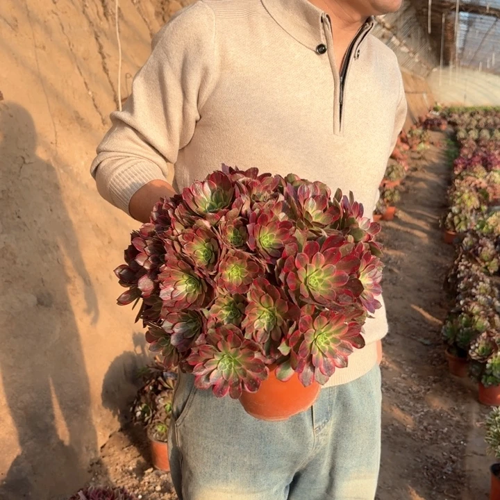 精品超大超大颗安娜