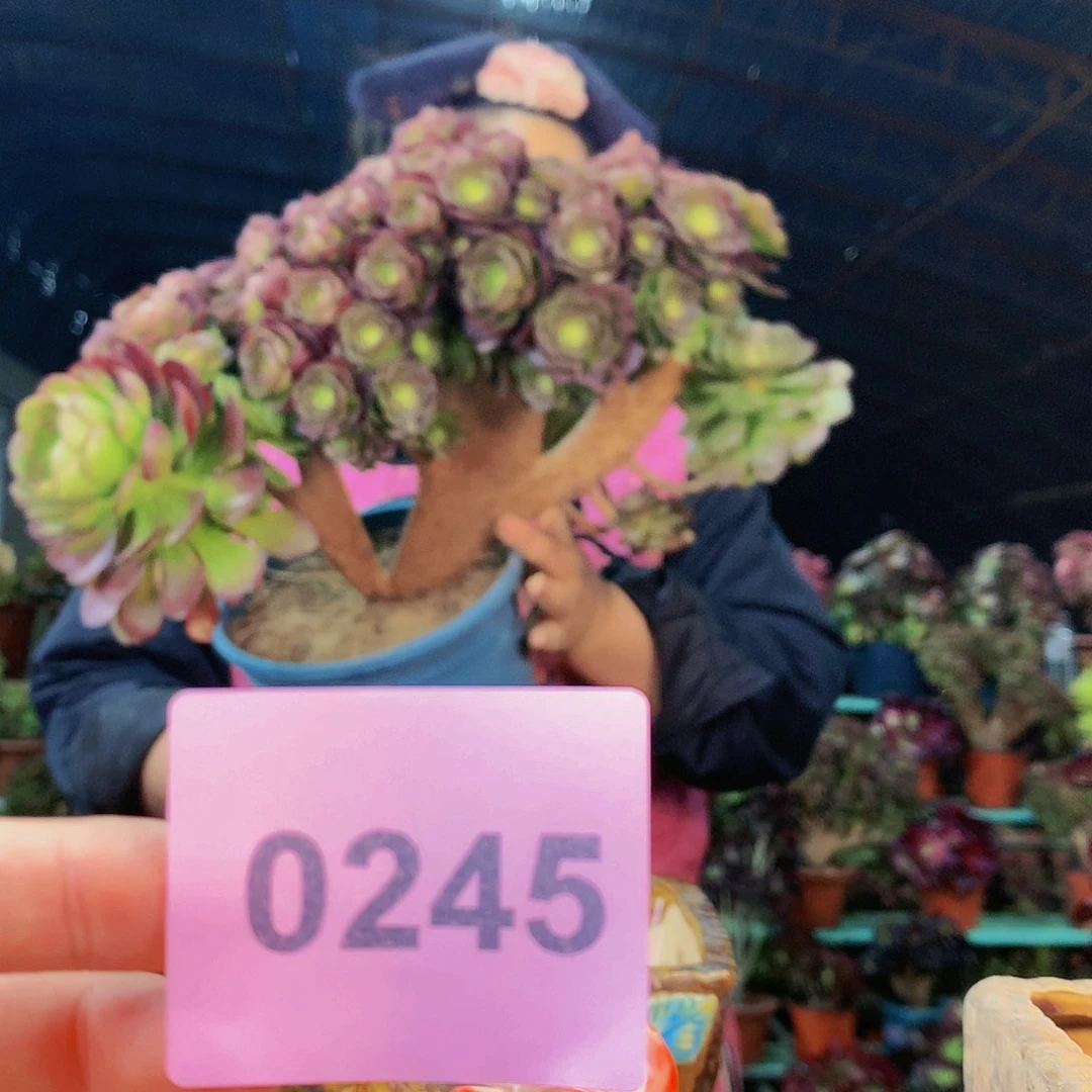 柒哥多肉不包侧断枝245