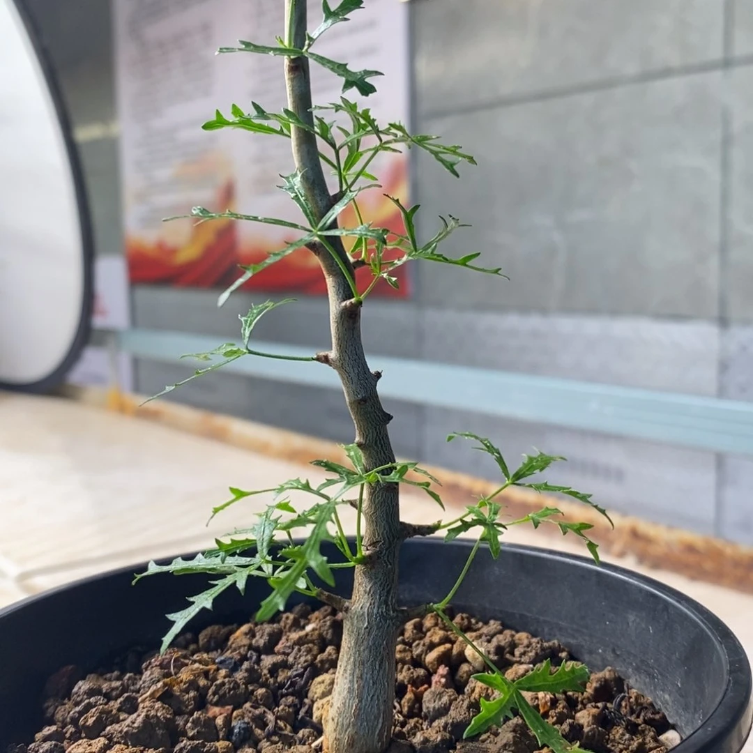 飞羽没药实生带盆