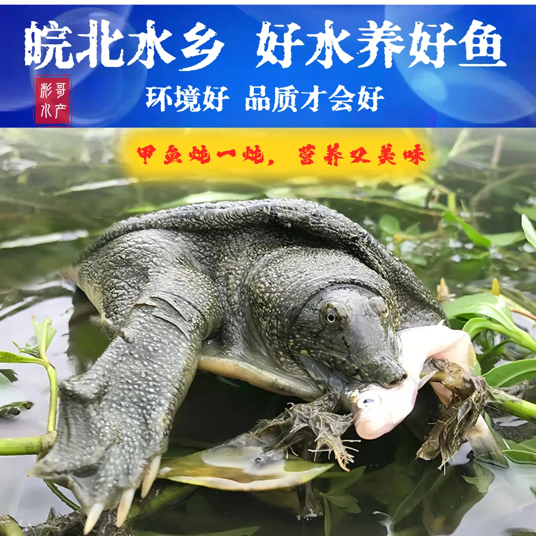 【直播现挑】单只甲鱼重2.3~2.7斤鲜活食用顺丰包邮包活王八水鱼