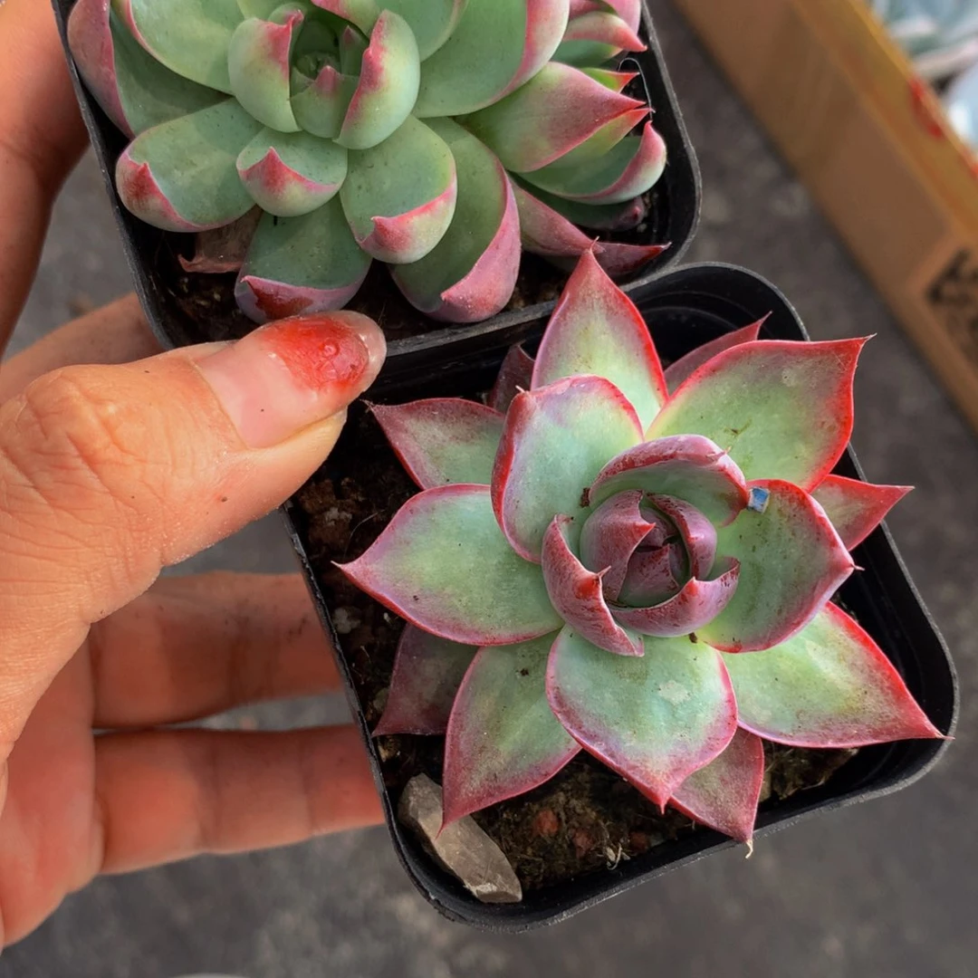 惊鸿仙子 宽加细   包邮