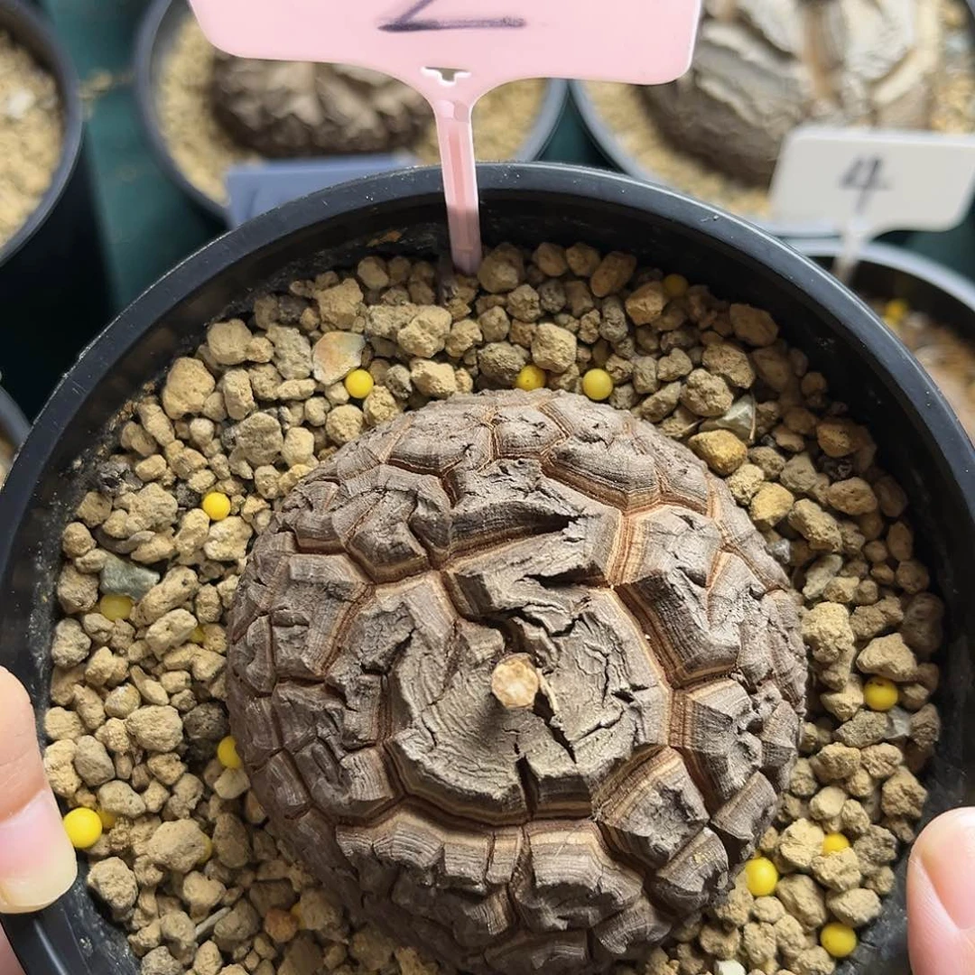 2龟甲龙天眼7.3公分