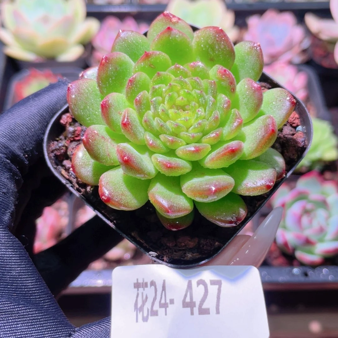 花利美24-427灵翠