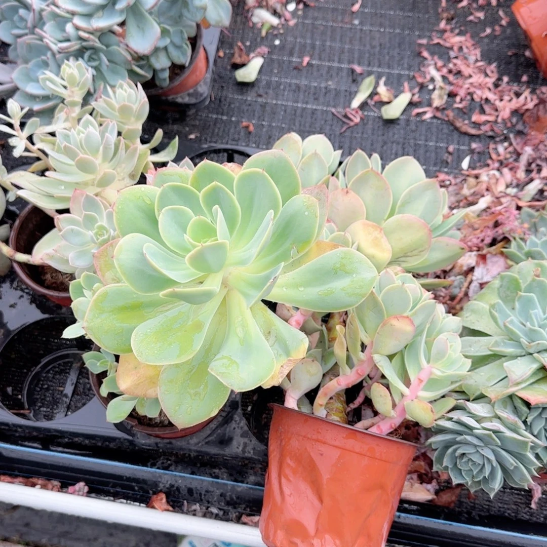 无花朵碧桃独杆老桩