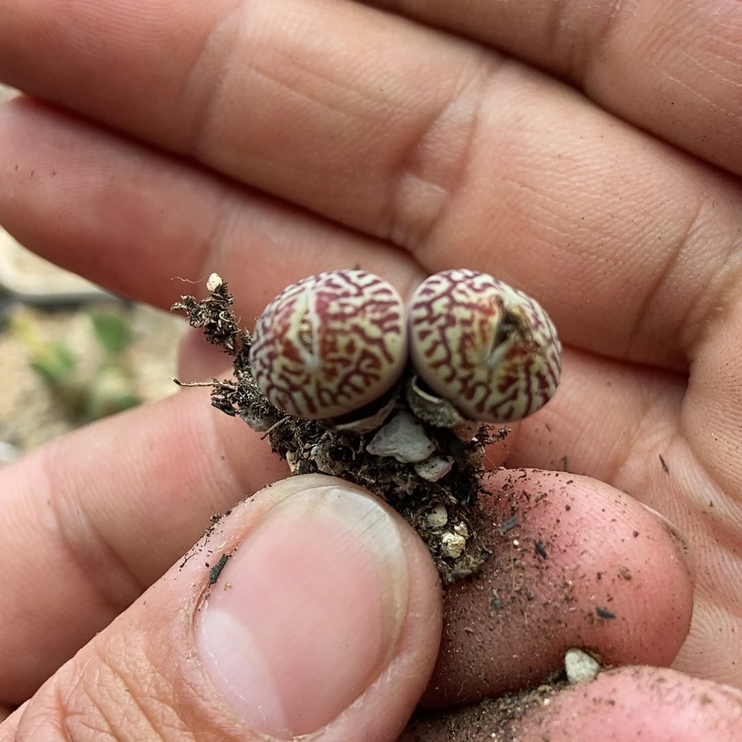 714墨一颗双头包邮