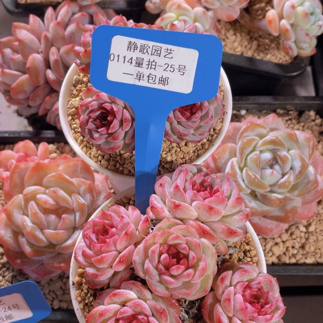 0114-25-全状态糖心天鹅绒一颗