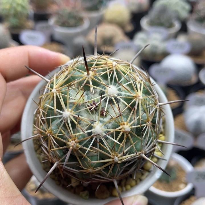 古镜丸        实生根