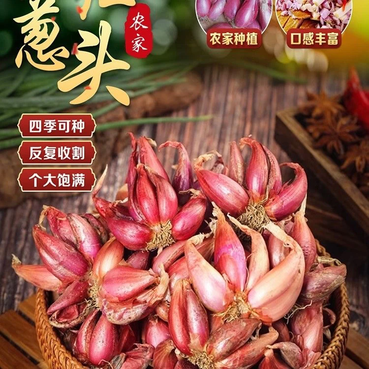 香葱头种子盆栽阳台四季小葱种红葱头种孑籽家庭无公害新鲜蔬菜