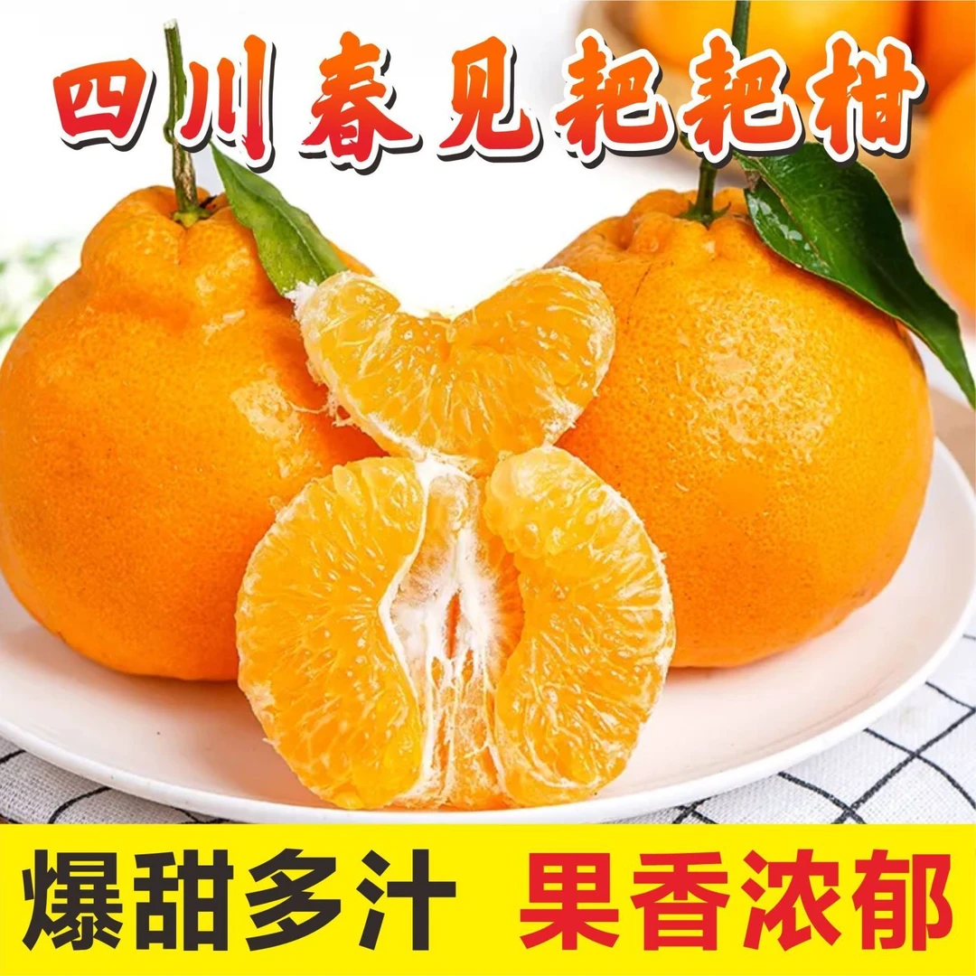 正宗四川春见耙耙柑当季水果现摘现发柑橘橙香甜多汁新鲜自然成熟