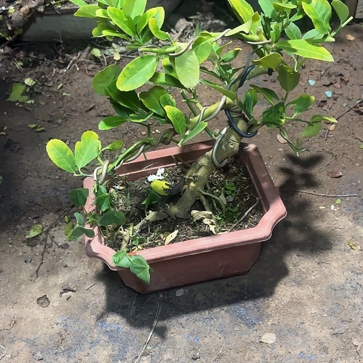 用***叶无花朵哈哈哈哈哈