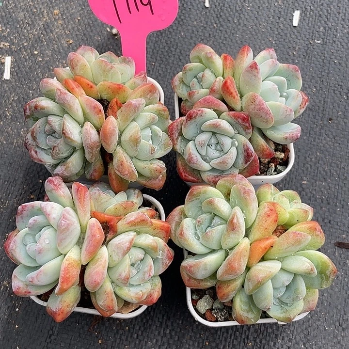 四盆多肉植物群生119