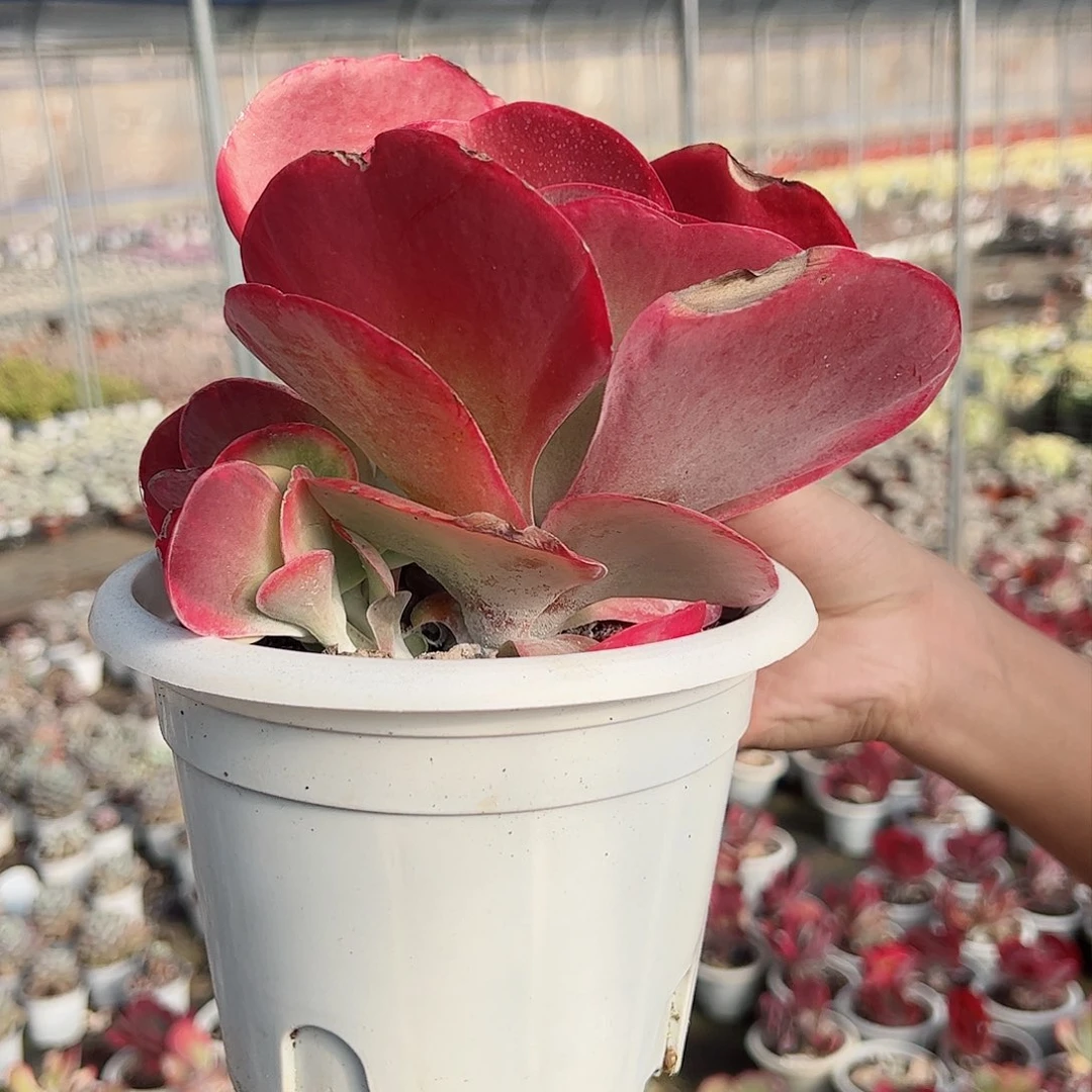 唐印单头带仔老桩