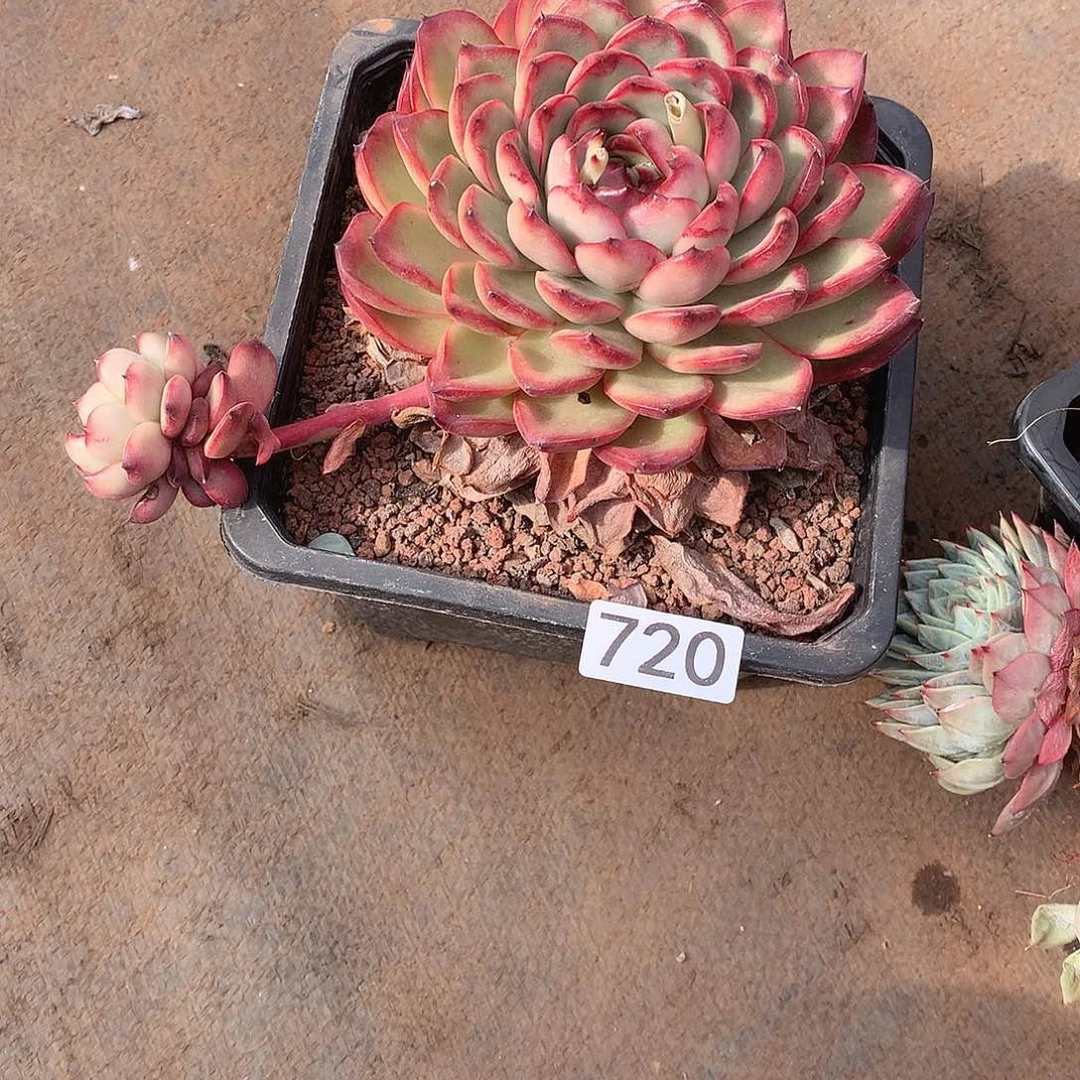 720 一物一拍多肉