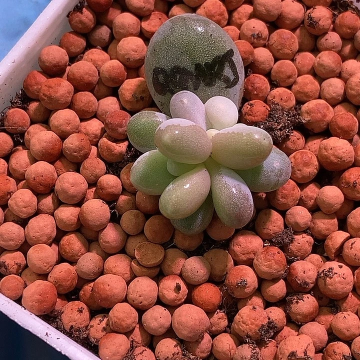 白七彩美人锦基因多肉植物