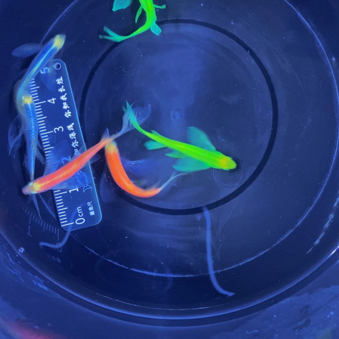 斑马鱼蝶翼斑马3.5厘米6条