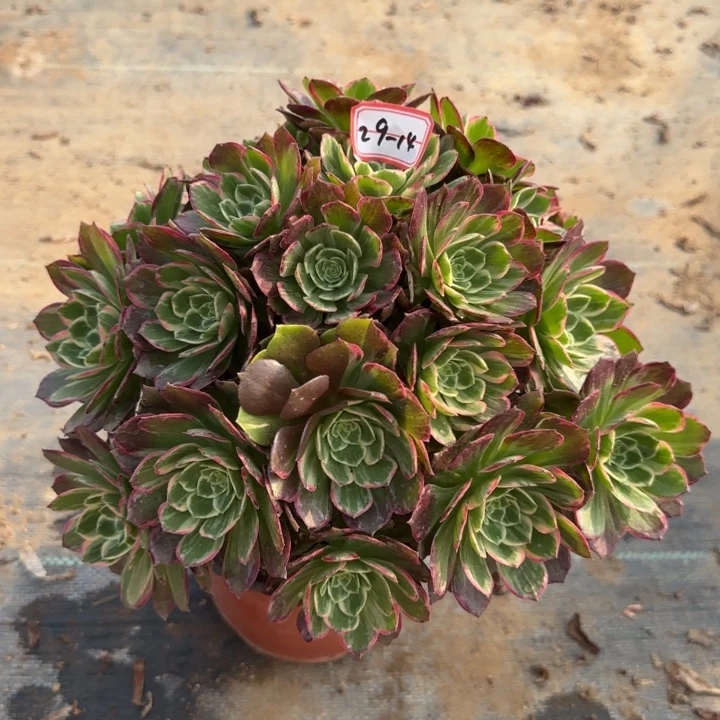 29-14万花筒多肉不包售后