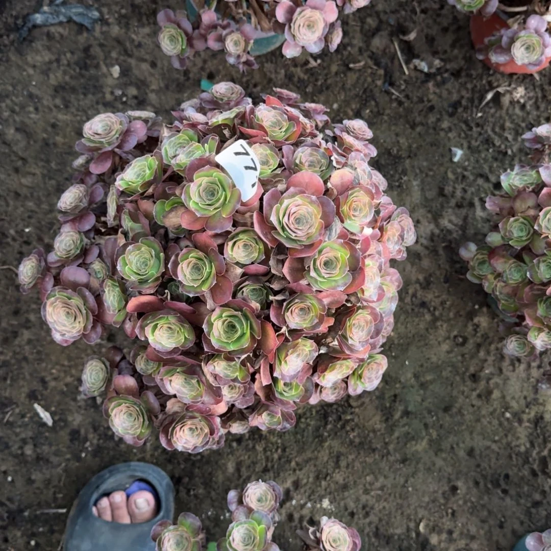 乐****20-14法师魅金不包断771