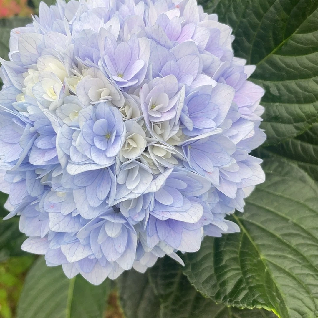 完全开放绣球切花一物一拍3枝起包邮，29