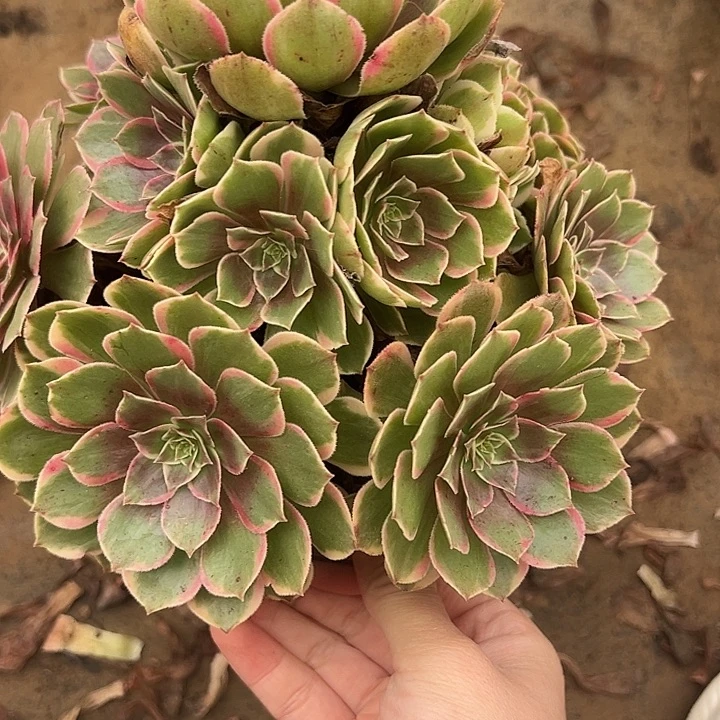 10.30.5粉花妖多肉植物1