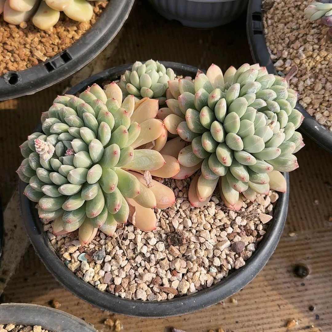 海*海鸥，百搭翡翠68         肉