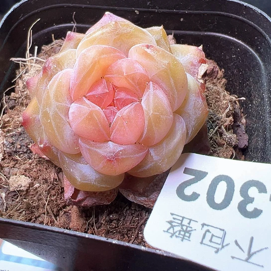 小卡拉米糖心一物一拍14-302