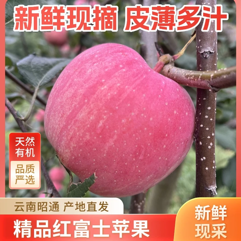 【正宗昭通丑苹果】中熟红富士2001美味多汁现摘现发新鲜应季水果