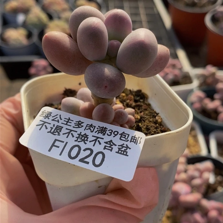 香水手指奶单头1020多肉植物