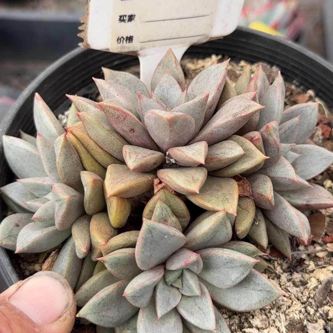 琅琊惊鸿一物一拍包装收缩花旱807