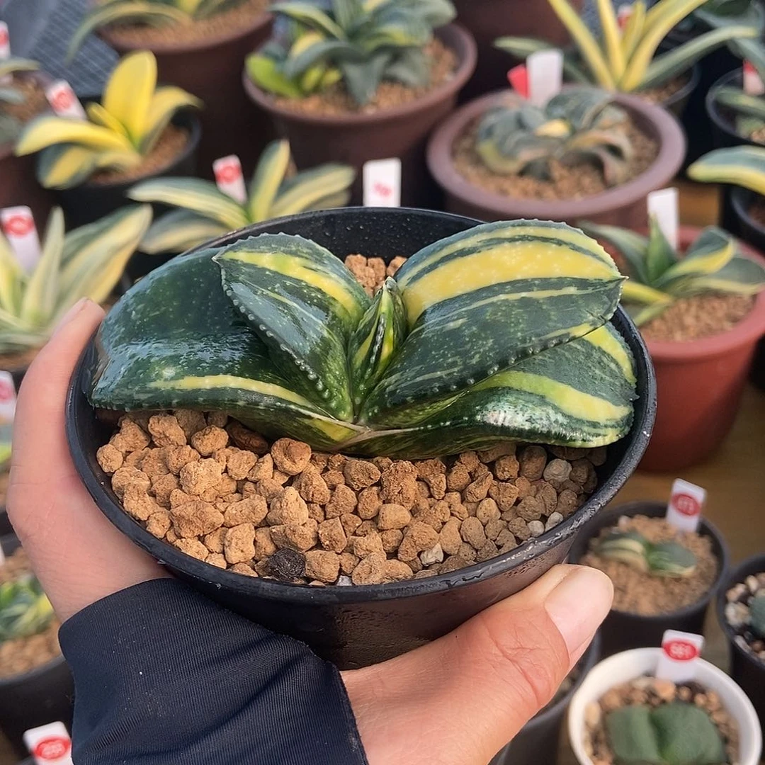 1032卧牛实生锦直径10公分带盆发货